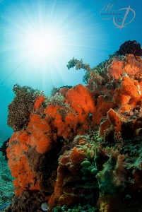RED SUNNY CORALS by Mona Dienhart 